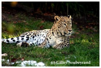 Wunderschöner persischer Leopard