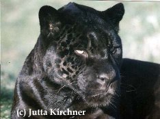 schwarzer Jaguar bei günstigem Lichteinfall