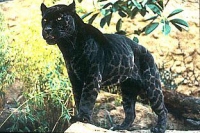wonderful
                marking of a black Jaguar