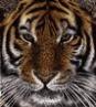 Tiger - König des Dschungels