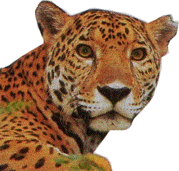 wonderful close-up of a Jaguar